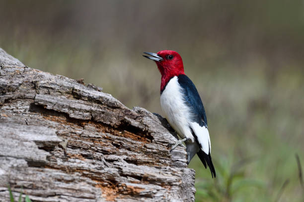istock Red-headed Woodpecker, melanerpes erythrocephalus. 696409742
