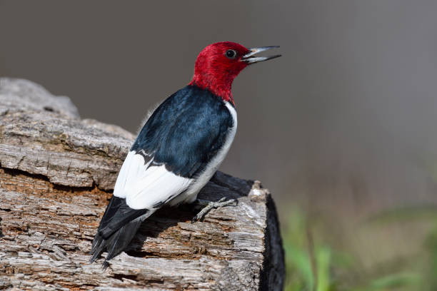 istock Red-headed Woodpecker, melanerpes erythrocephalus. 696409780