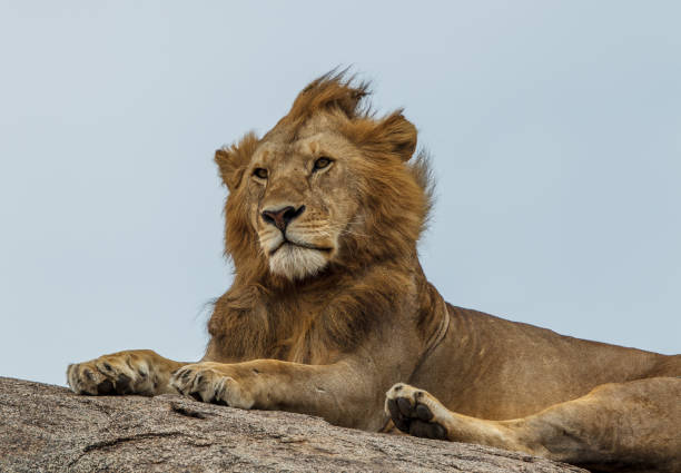 istock Mature male lion on a kopje 696409892