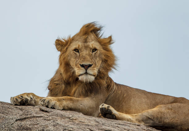 istock Mature male lion on a kopje 696409902