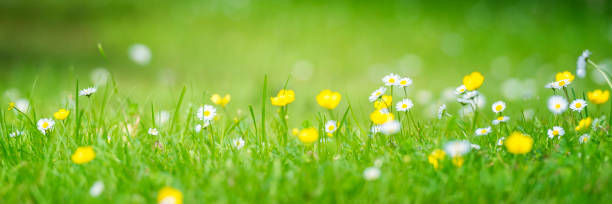 꽃을 잔디 - wildflower vibrant color outdoors full frame 뉴스 사진 이미지