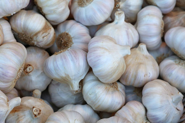 istock Fresh white garlic bulbs on retail market display 696413568