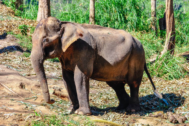 istock Asian elephant near Chiang Mai, Thailand 696413862