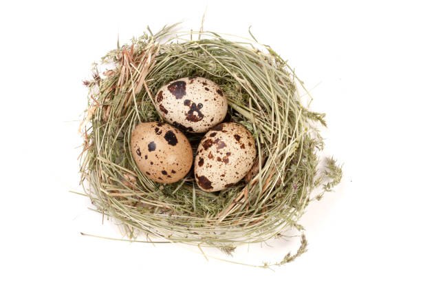 istock four quail eggs in a nest isolated on white background. Top view 696414436