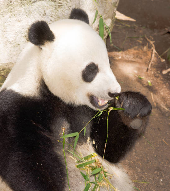 istock Endangered Giant Panda Eating Bamboo Stalk 696421112