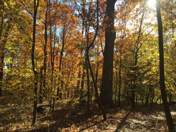 istock Autumn in the Cylburn Arboretum 696425788