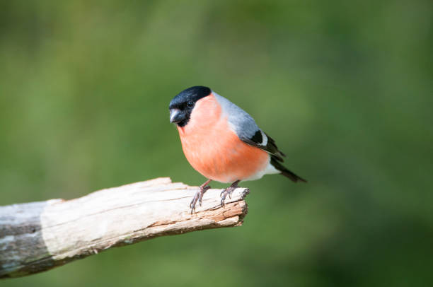 istock Male Bullfinch on a branch looking at the camera. 696427252