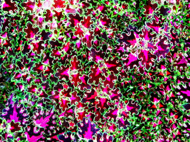 istock Background of Coleus leaves. 696435750