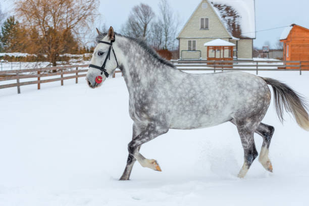 un bellissimo cavallo grigio salta sul campo invernale - horse winter dapple gray gray foto e immagini stock