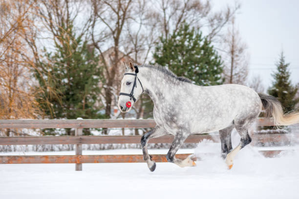 ritratto di un cavallo in mele che attraversa la neve in inverno in un ranch - horse winter dapple gray gray foto e immagini stock