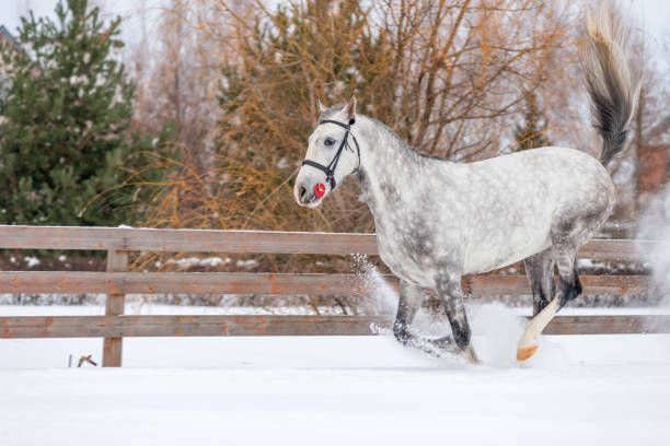 il cavallo grigio in corsa solleva la neve sul campo - horse winter dapple gray gray foto e immagini stock