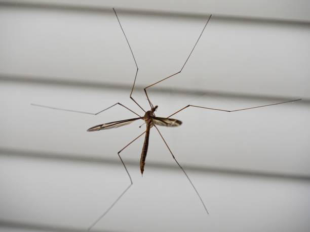 istock Pond fly on the glass door 696443920