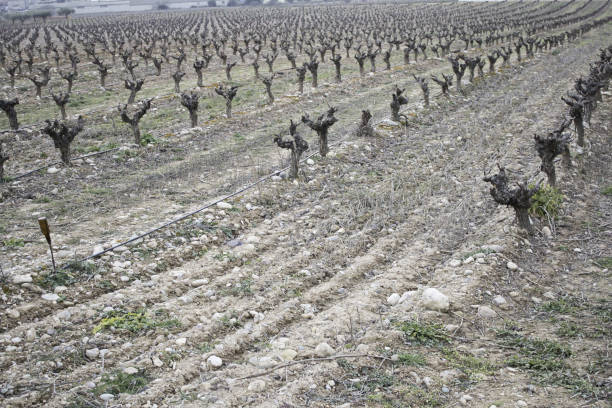 istock Vineyards and agriculture 696445920
