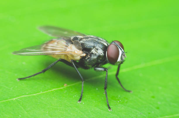 istock insect fly, green housefly on green leaves. 696452966