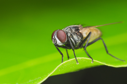 Insect Fly Green Housefly On Green Leaves Stock Photo - Download Image Now  - Animal, Beauty, Close-up - iStock