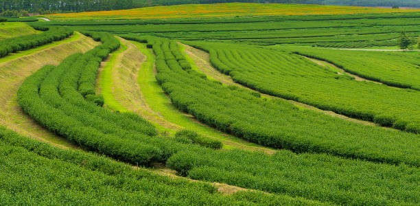 istock Green tea plantation in NorthernThailand 696456730