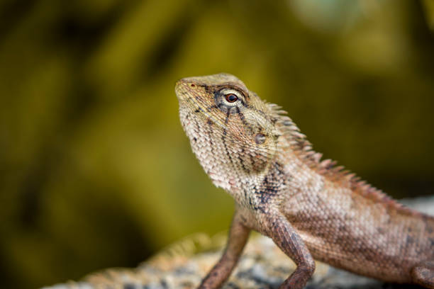 istock Image of chameleon on nature background. Reptile 696456802