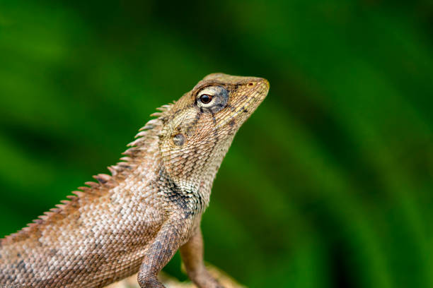 istock Image of chameleon on nature background. Reptile 696456812