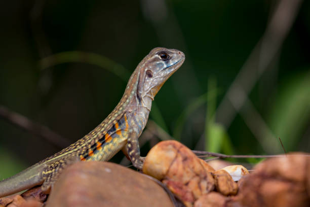 istock Image of Butterfly Agama Lizard (Leiolepis Cuvier) on nature background. . Reptile Animal 696456842