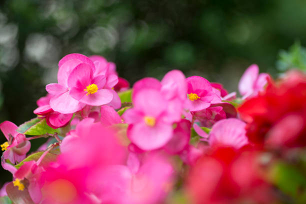 istock Pretty pink begonias 696457300