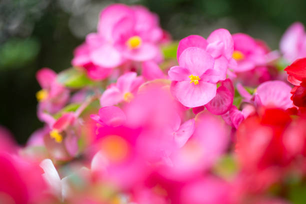 istock Pretty pink begonias 696457304