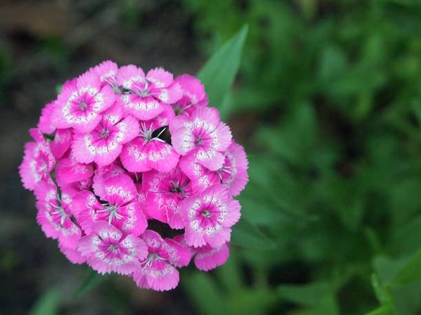 istock Purple wildflower blooming 696457390