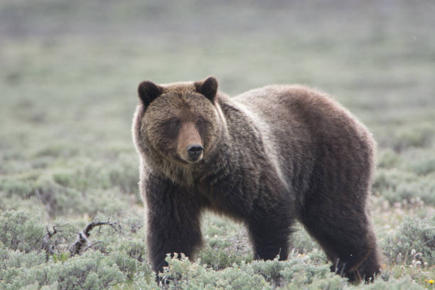 istock Grizzly Bear in Sagebrush 696457652