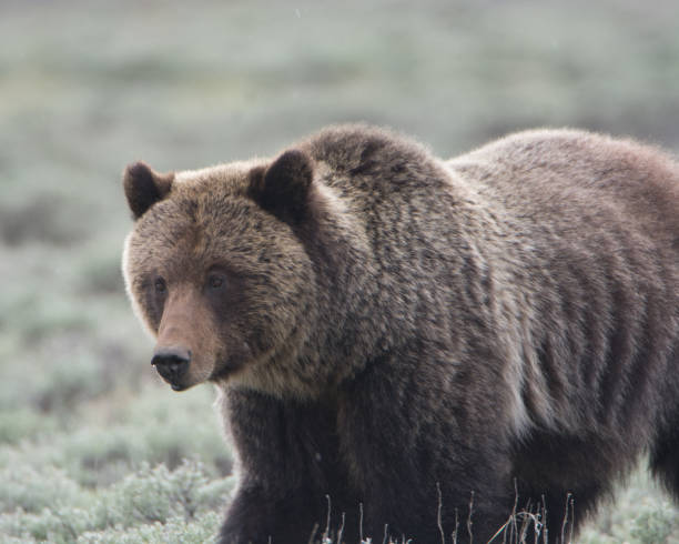 istock Grizzly Bear in Sagebrush 696457656