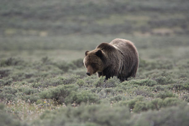 istock Grizzly Bear Walking in Sagebrush 696458010