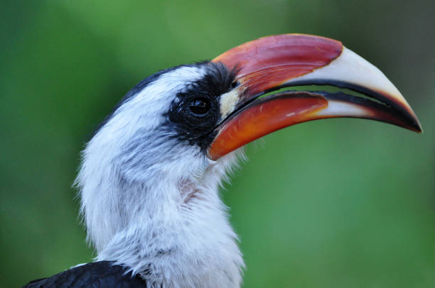 Hornbill bird in tropical jungle