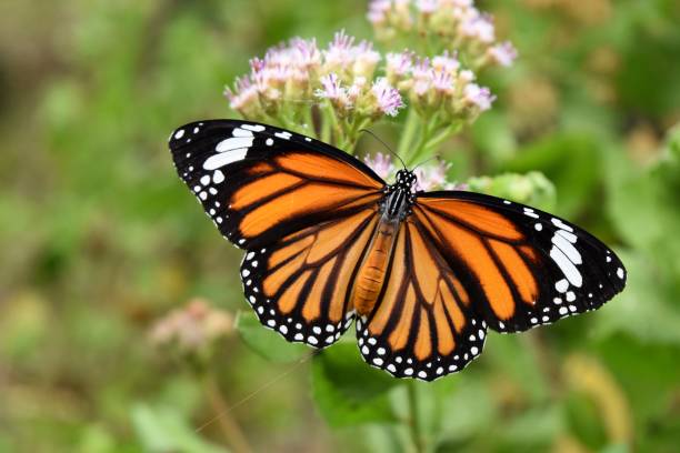 istock The butterfly seeking nectar on flower 696464496