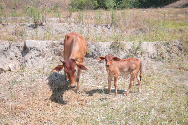 istock Thai Cow and baby cow 696464682