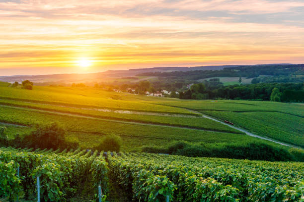 champagne vineyards at sunset montagne de reims, france - montagne sol imagens e fotografias de stock