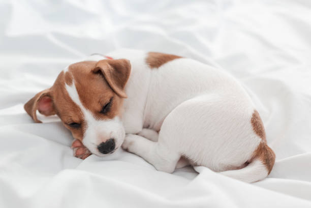 istock jack russel puppy on white carpet 696467326