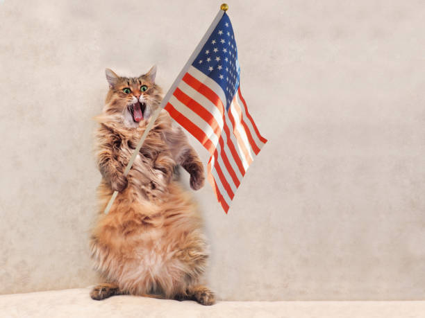 istock The big shaggy cat is very funny standing 696472078