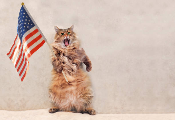 istock The big shaggy cat is very funny standing 696472230