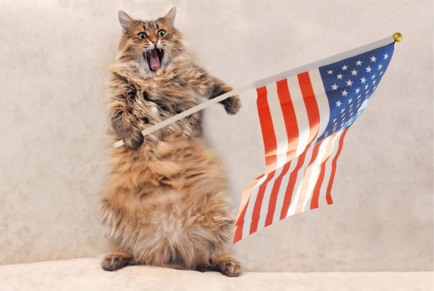istock The big shaggy cat is very funny standing 696474348
