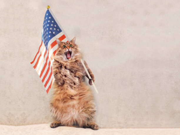 istock The big shaggy cat is very funny standing 696474406