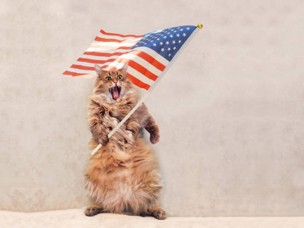 istock The big shaggy cat is very funny standing 696474456