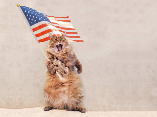 istock The big shaggy cat is very funny standing 696474524