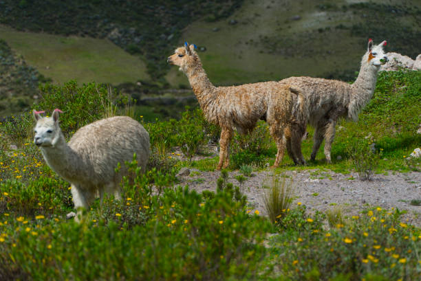 istock Colca Canyon Arequipa Region 696475574