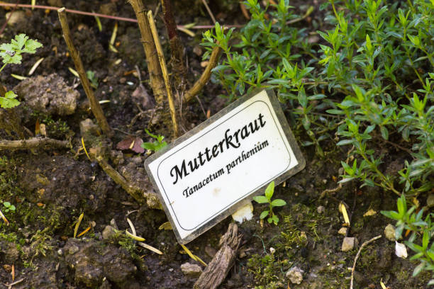 istock herbary garden in summer in south germany in a monastery area 696478036