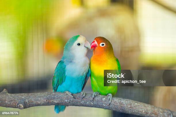 ラヴバード キス - 鳥のストックフォトや画像を多数ご用意 - 鳥, 愛, オウム
