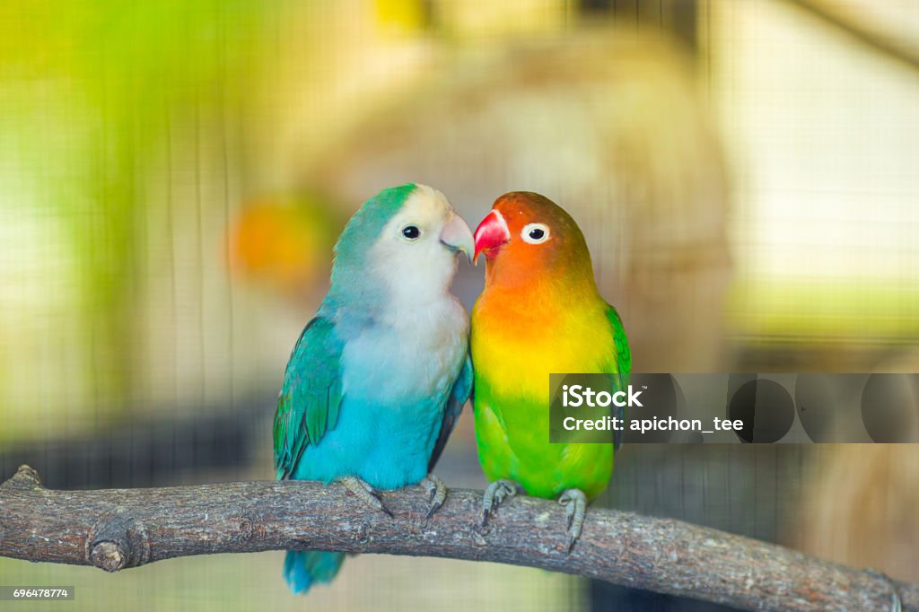 Lovebird Kiss Blue and green Lovebird parrots sitting together on a tree branch,Lovebird Kiss,Image with Grain. Bird Stock Photo