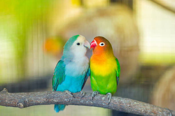 Lovebird Kiss Blue and green Lovebird parrots sitting together on a tree branch,Lovebird Kiss,Image with Grain. two animals photos stock pictures, royalty-free photos & images