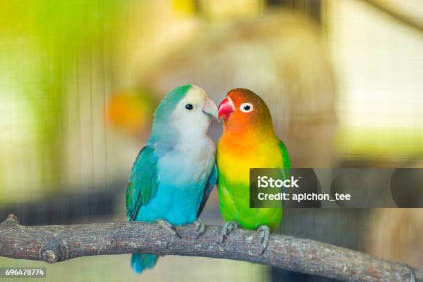 Lovebird Kiss Stock Photo - Download Image Now - Bird, Love - Emotion, Lovebird