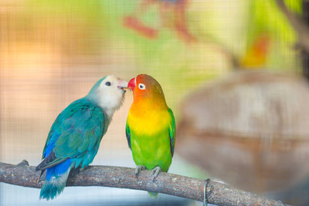 istock Blue and green Lovebird parrots sitting together on a tree branch. 696478782
