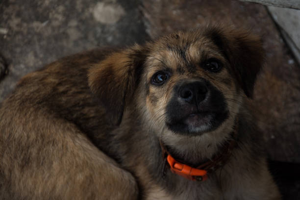istock Cute puppy Thai dog, Thailand 696488262