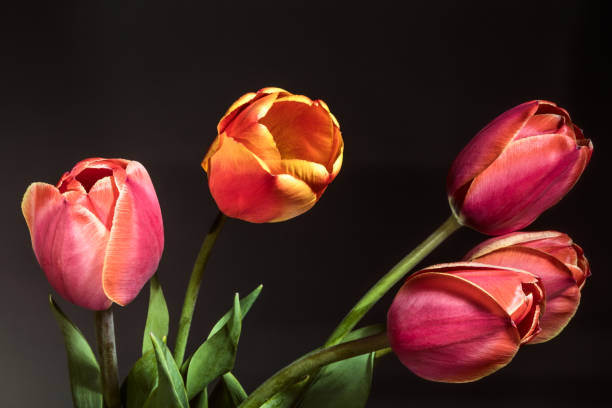 istock Tulip flowers on dark background 696489786