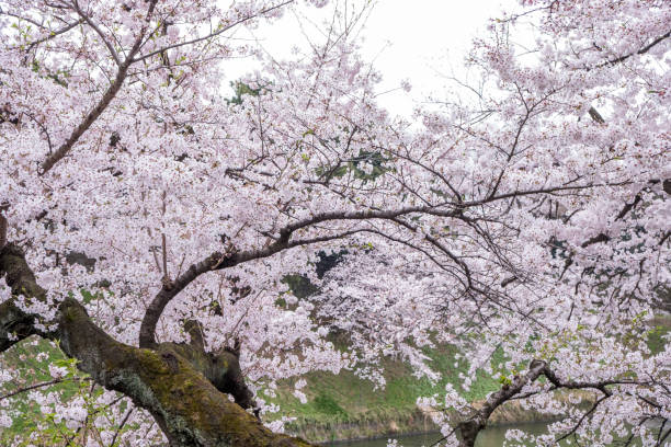istock Cherry Blossoms Tokyo,Japan in spring. 696489836